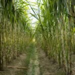 Highest Sugarcane Producing State in India