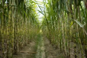 Highest Sugarcane Producing State in India