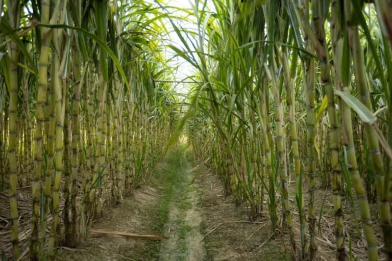 Highest Sugarcane Producing State in India