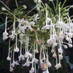 flowering trees in India