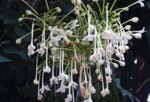 flowering trees in India
