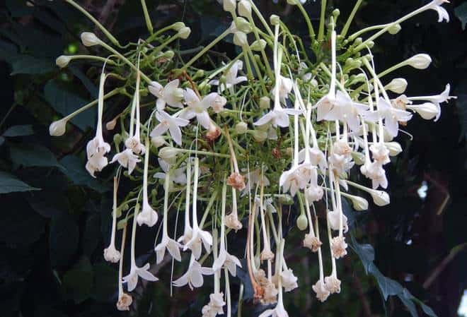 India’s Blossoming Beauty: Flowering Trees in India