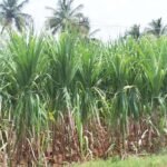 largest sugarcane producing state in india