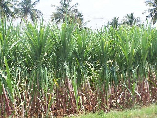 largest sugarcane producing state in india