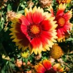 gaillardia flower season in india
