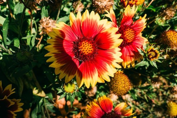 gaillardia flower season in india