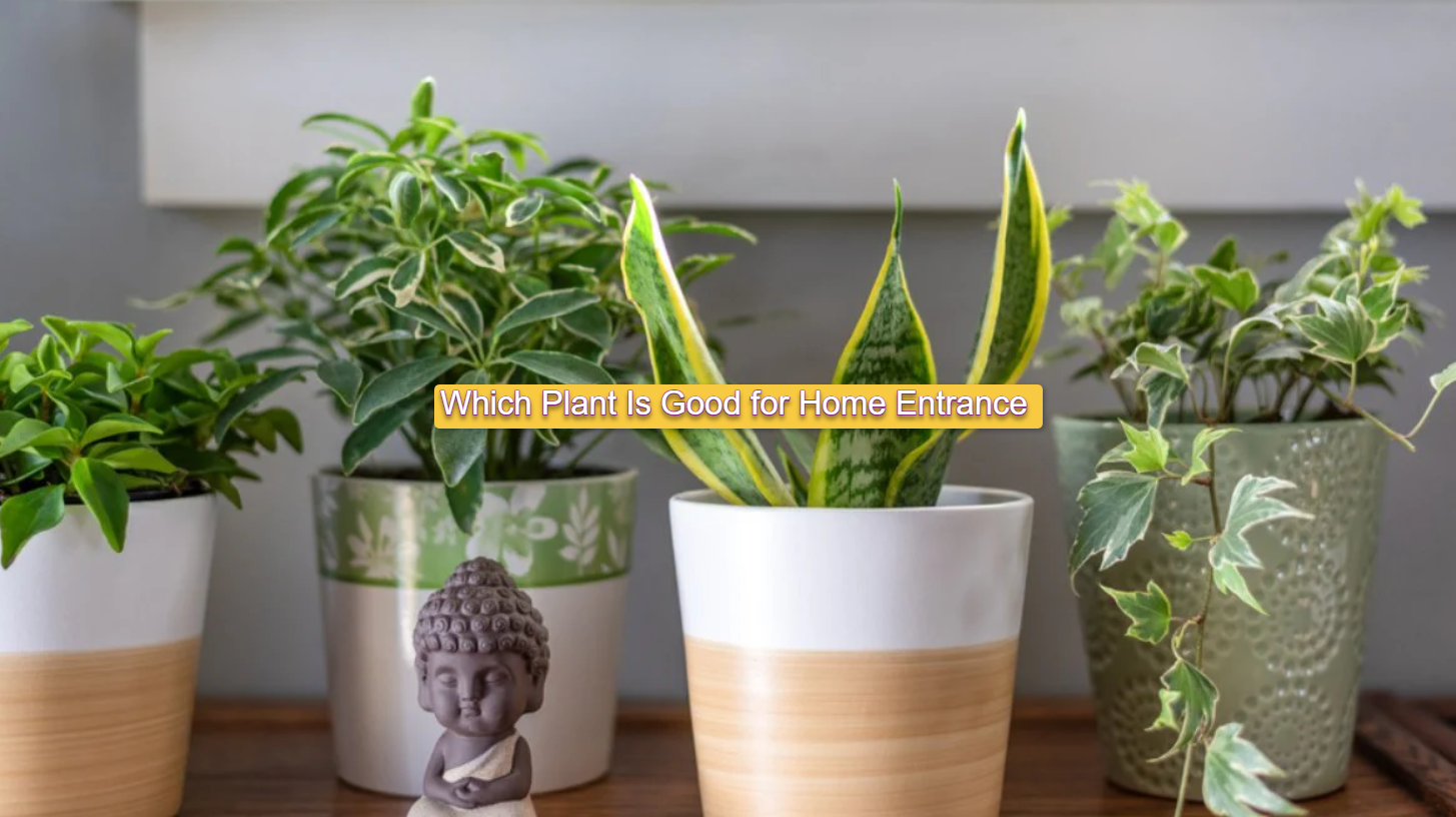 Which Plant Is Good for Home Entrance