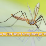 How to Get Rid of Mosquitoes at Home