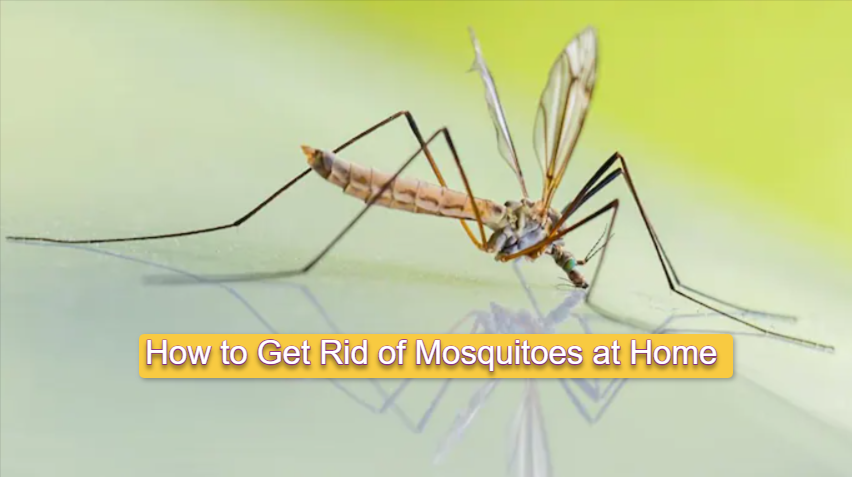 How to Get Rid of Mosquitoes at Home